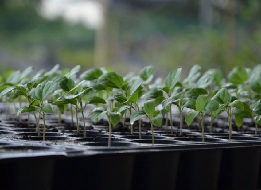 Що треба знати перед покупкою сіянців у магазині Що треба знати перед покупкою сіянців у магазині