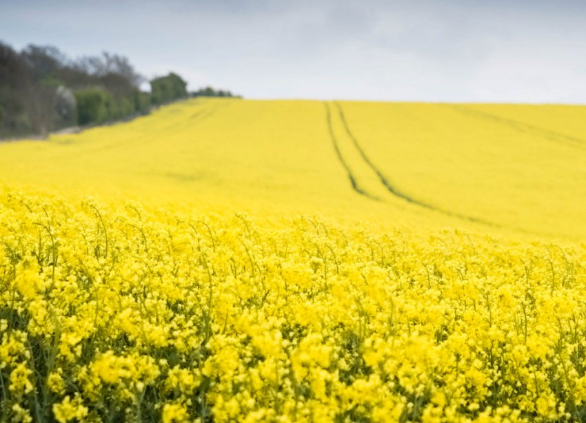 Трансформація ринку сільськогосподарських культур або як коронавірус впливає на продовольчу безпеку Трансформація ринку сільськогосподарських культур або як коронавірус впливає на продовольчу безпеку