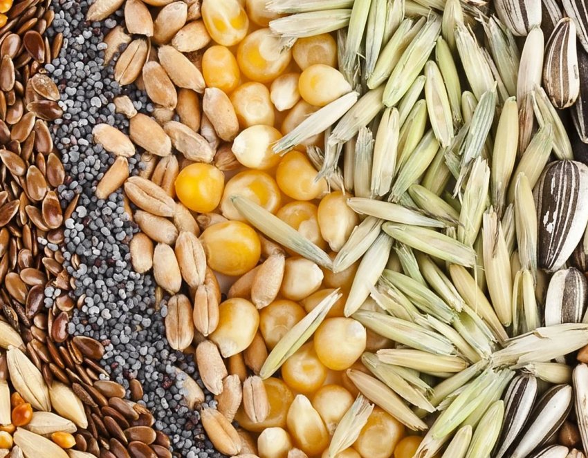 Трансформація ринку сільськогосподарських культур або як коронавірус впливає на продовольчу безпеку Трансформація ринку сільськогосподарських культур або як коронавірус впливає на продовольчу безпеку