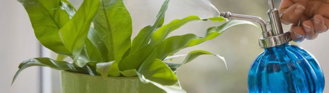 Крапельний полив для кімнатних рослин власноруч