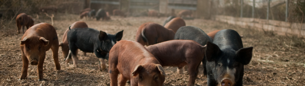 Ферма зайнялася, оскільки свиня проковтнула шагомір свого товариша