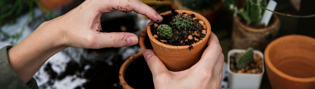 Весняна пересадка кімнатних рослин