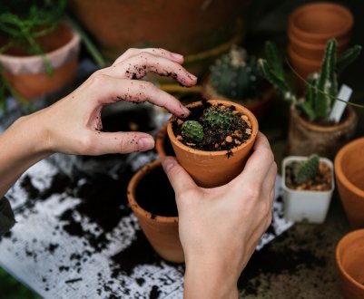 Весняна пересадка кімнатних рослин