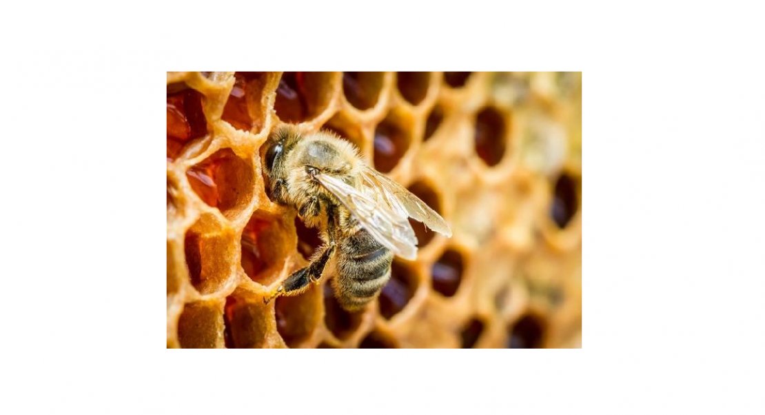 ООО «Тамбовское общество пчеловодов»