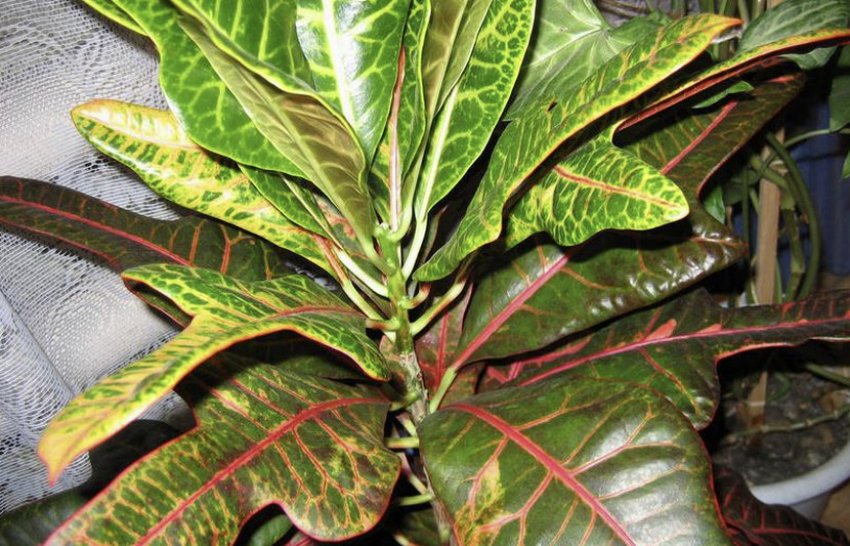 Кротон придатковый Кротон придатковый