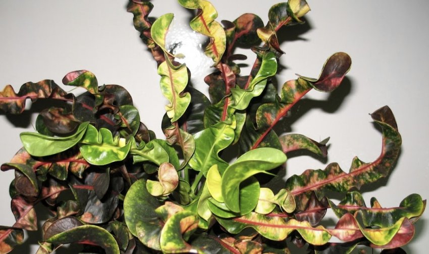 Кротон кучерявий Кротон кучерявий