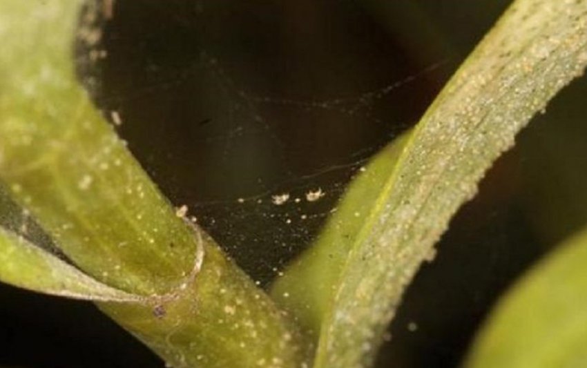 Павутинний кліщ