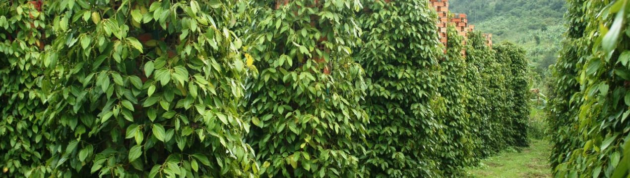 Ціни на перець Фукуока різко впали, багато фермерів залишилися без роботи