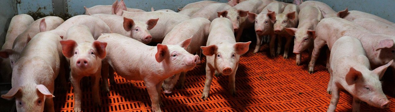 Ферма різниці Westfleisch переїжджає з Хамма в Любек-Бакум