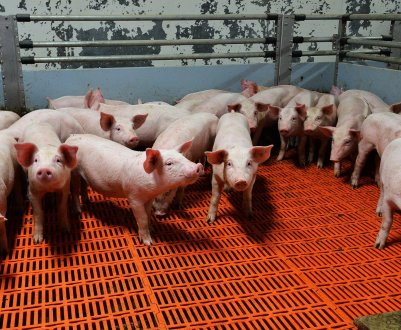 Ферма різниці Westfleisch переїжджає з Хамма в Любек-Бакум