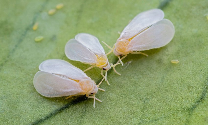 Білокрилка