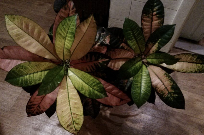 Місіс Айстон Місіс Айстон