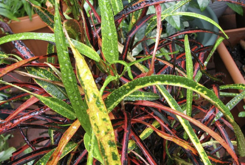 Занзібар Занзібар