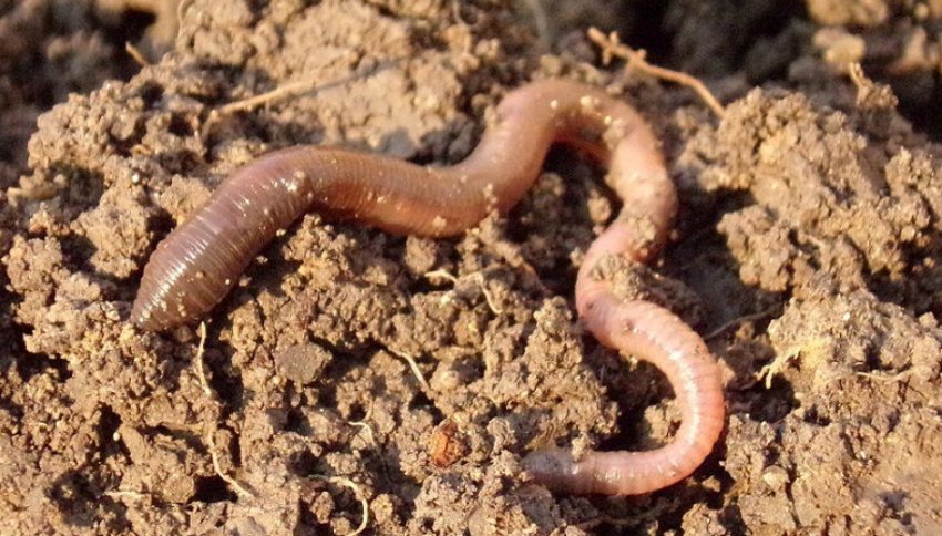 Дощові черв'яки