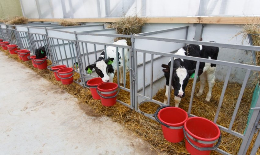 Телята в сараї Телята в сараї