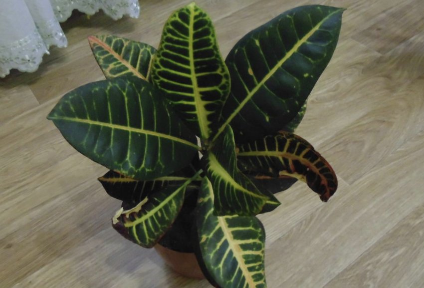 Кротон Петра Кротон Петра