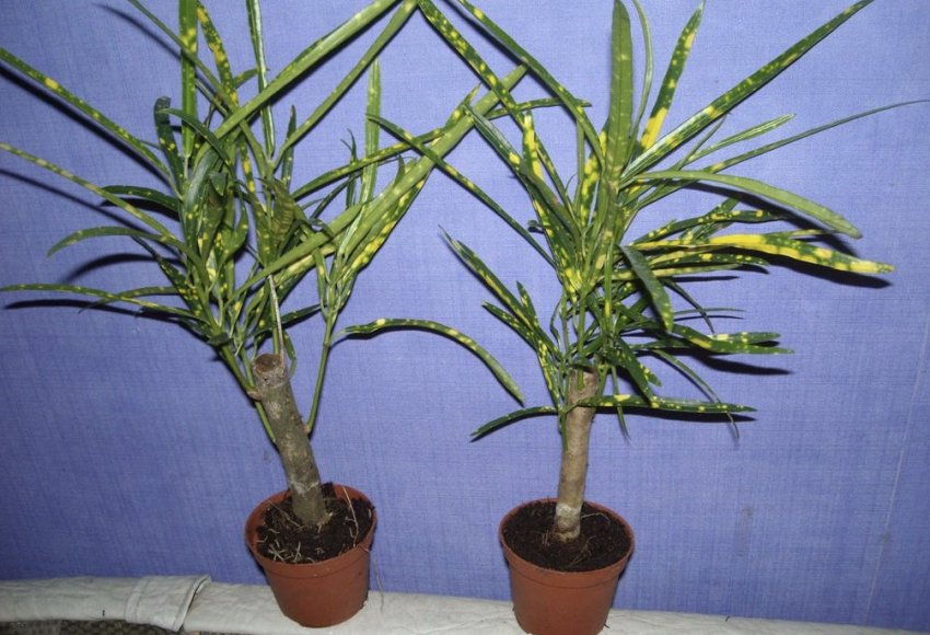 Бризки шампанського Бризки шампанського