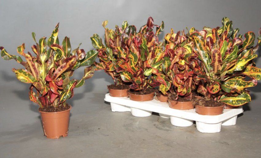 Кротон Маммі Кротон Маммі