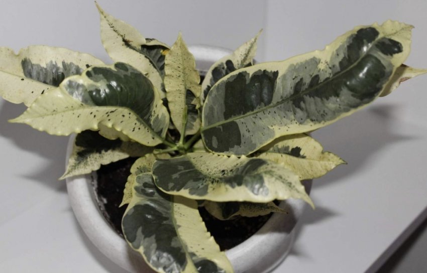 Кротон Тамара Кротон Тамара