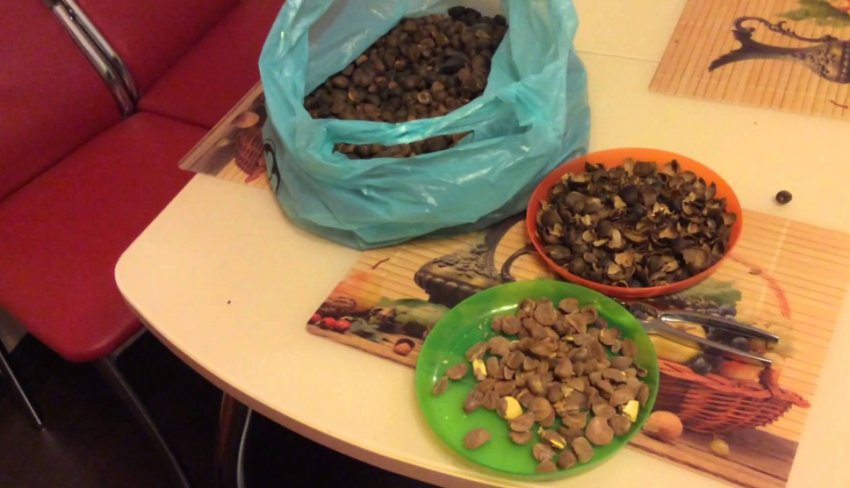 Насіння камелії