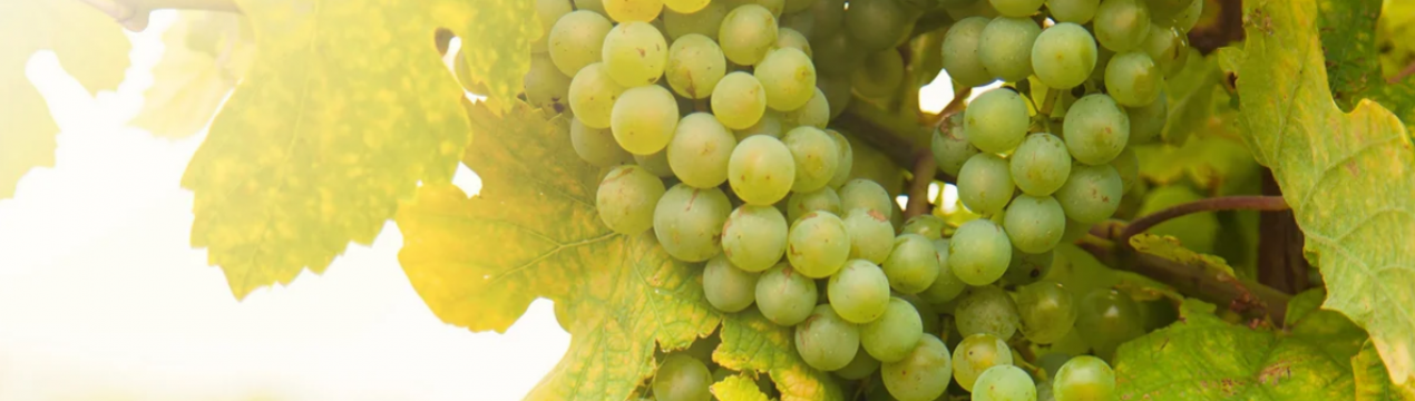 Відновлюємо виноград після зимування