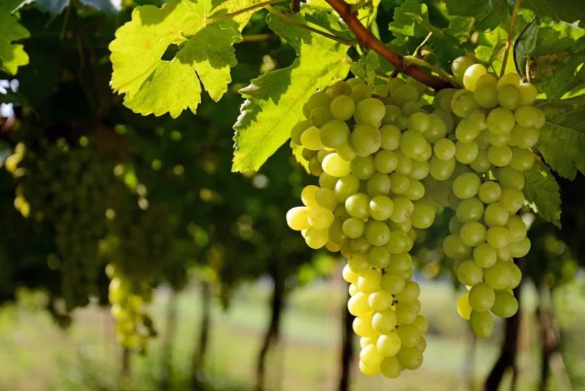 Відновлення винограду після зимування Відновлення винограду після зимування