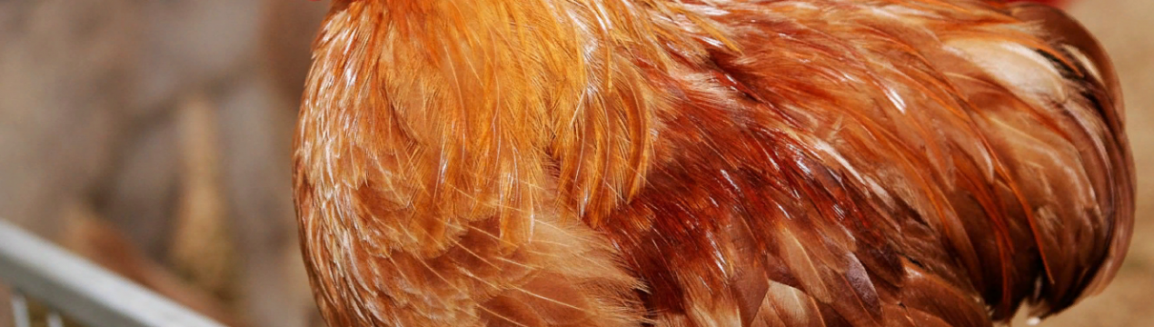 Курка з кролятинним горлом Palóc - нова порода на горизонті угорської птахівництва