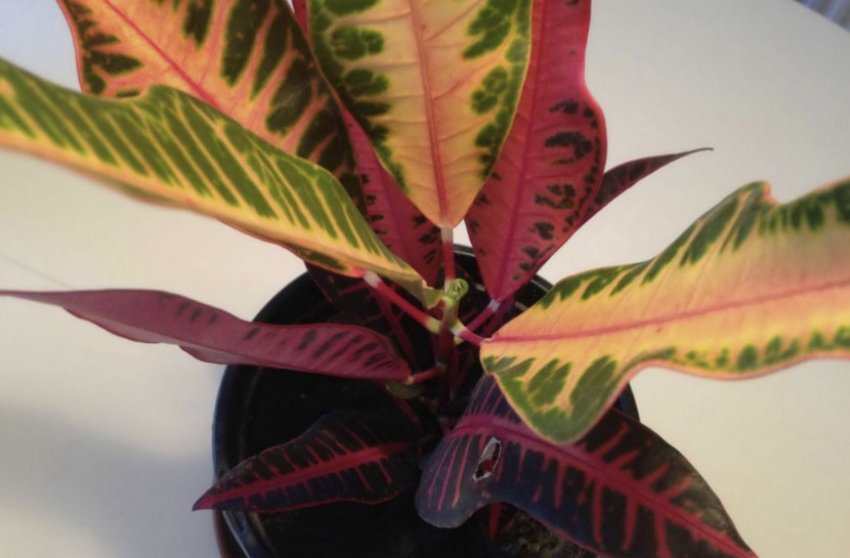 Нервия Нервия