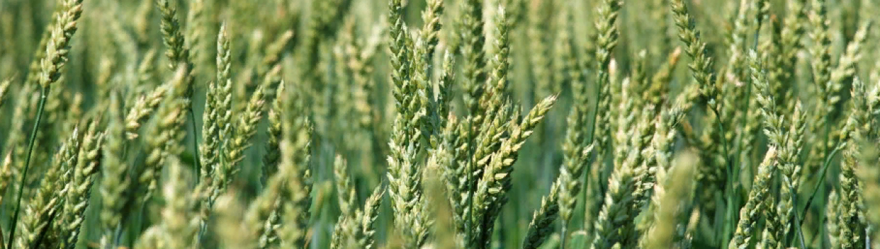 Уряд Угорщини розробив програму розвитку рослинницької промисловості