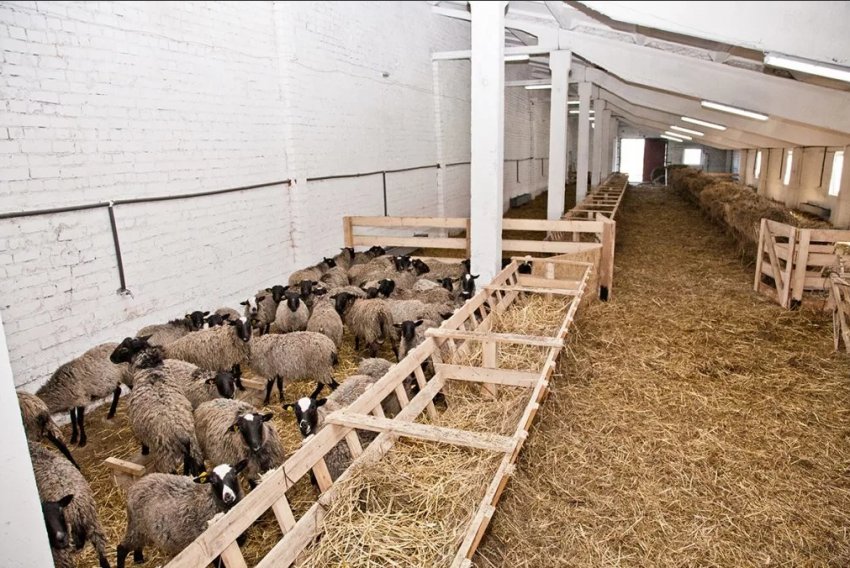 Якісна вентиляція в хліві — запорука високої продуктивності овець