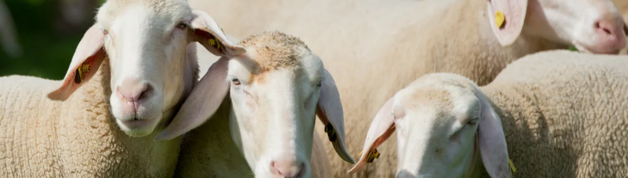 Якісна вентиляція в стайні - запорука високої продуктивності вівцей