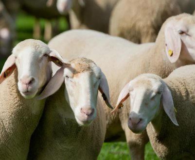 Якісна вентиляція в стайні - запорука високої продуктивності вівцей