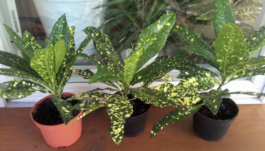 Голд сан Голд сан