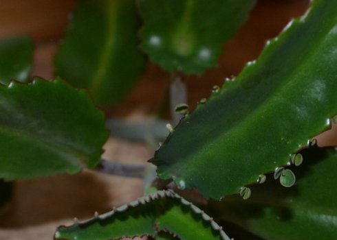 Каланхоэ Дегремона: уход в домашних условиях