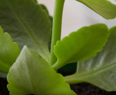 Як в домашніх умовах правильно обрізати каланхое