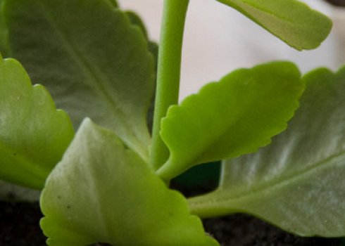 Як в домашніх умовах правильно обрізати каланхое