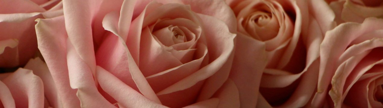 Описание и выращивание розы «Аваланж»