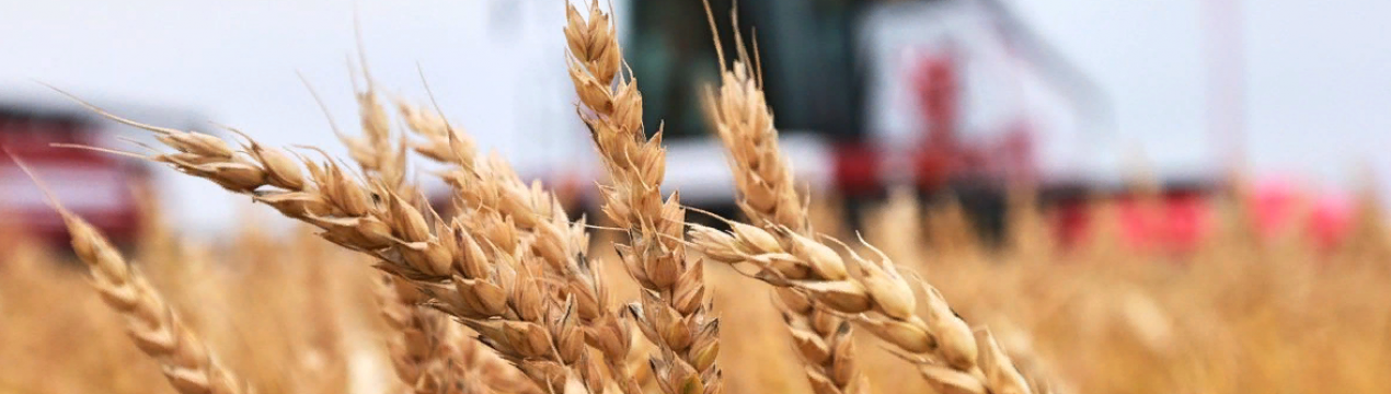 У сільському господарстві спостерігається дефіцит робочої сили через коронавірусну інфекцію