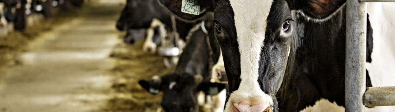 Консультації для фермерів по електронній пошті