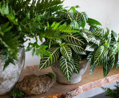 Весна-літо: як уникнути помилок у догляді за кімнатними рослинами