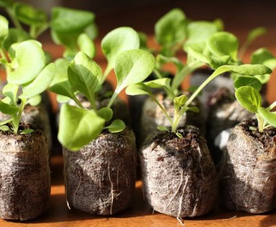 Торф'яні таблетки: всі «за» і «проти»