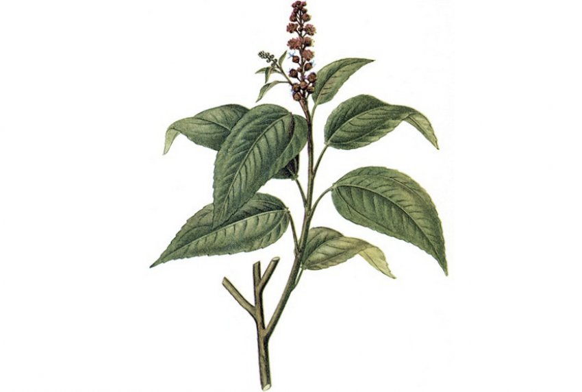 Кротон проносний Кротон проносний