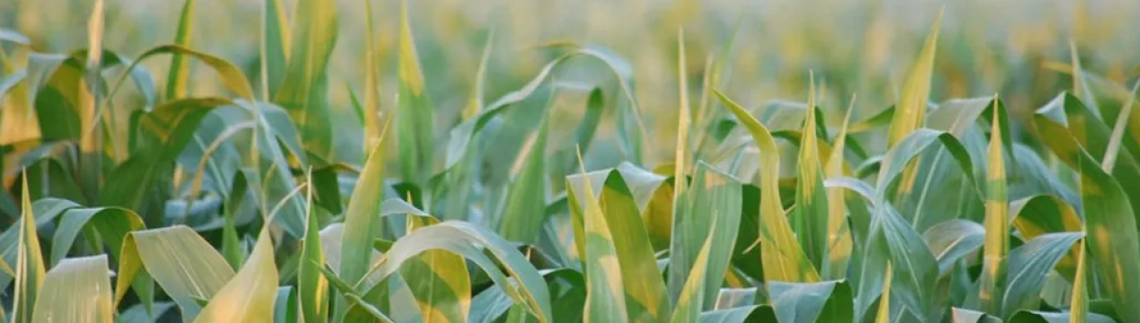 Падіння цін на кукурудзу тривалося