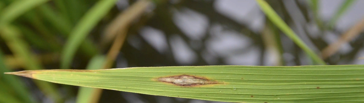 Хвороби листя рису