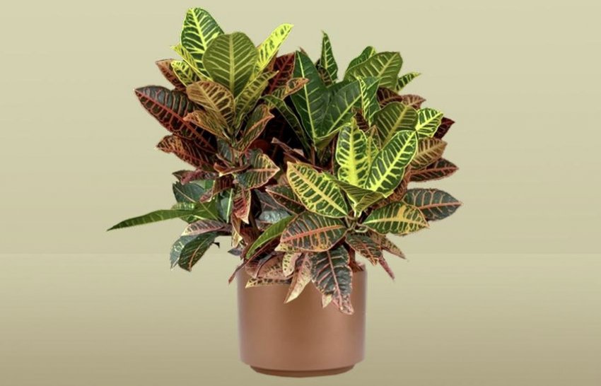 Кротон Норма Кротон Норма