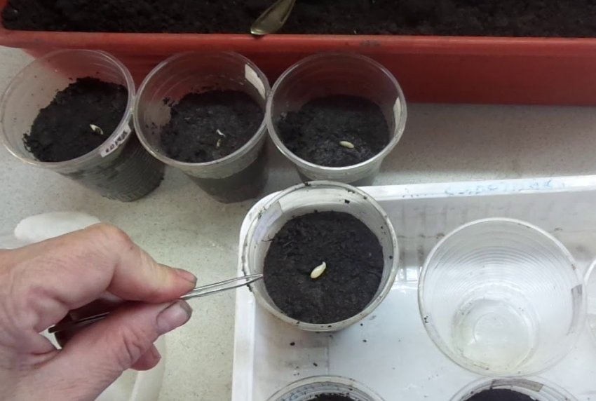 Посів насіння огірків в стаканчики