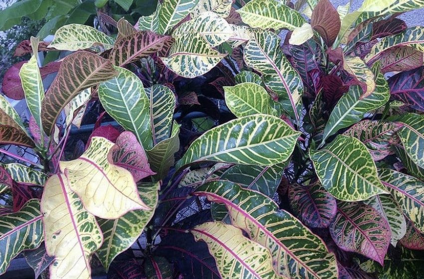 Кротон Барон Джей де Ротшильд Кротон Барон Джей де Ротшильд