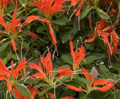 Есхінантус красивий: вирощування і догляд в домашніх умовах