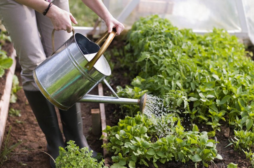 Чим зайнятися садівнику-городнику під час карантину Чим зайнятися садівнику-городнику під час карантину