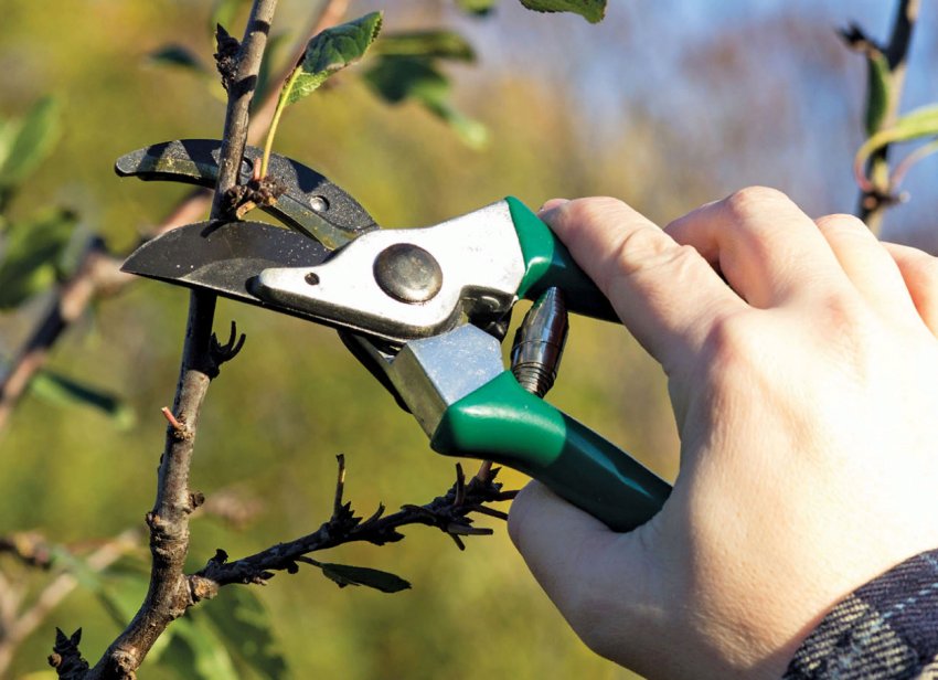 Чим зайнятися садівнику-городнику під час карантину Чим зайнятися садівнику-городнику під час карантину